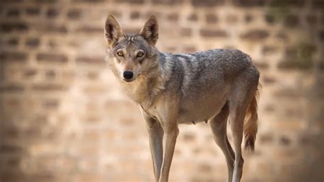 black wolf'' in arabic|arabian wolf genus.